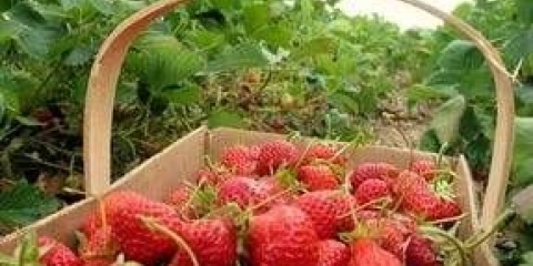 Kako uzgajati jagode